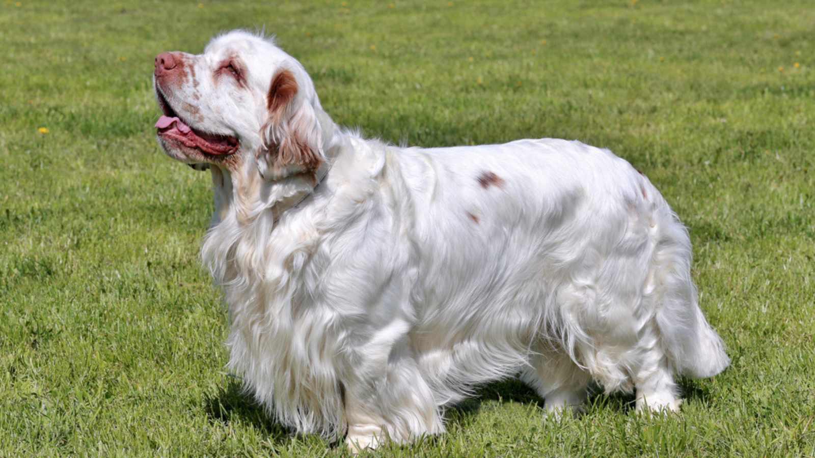17 Of The Most Peaceful Dog Breeds on Earth