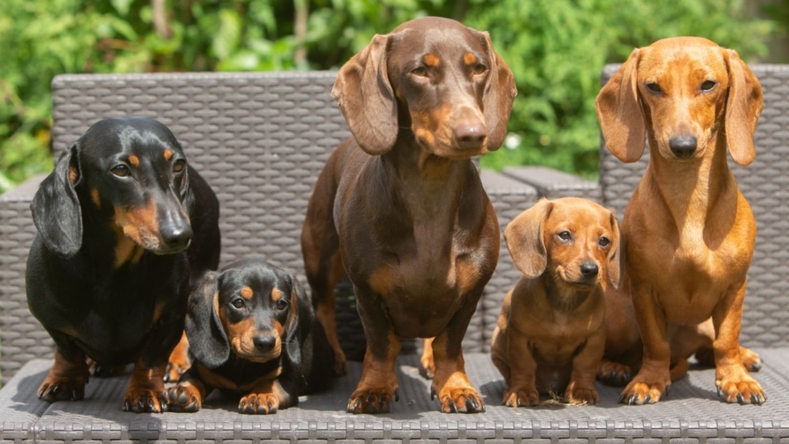23 Loyal Dog Breeds That Will Always Stay By Your Side