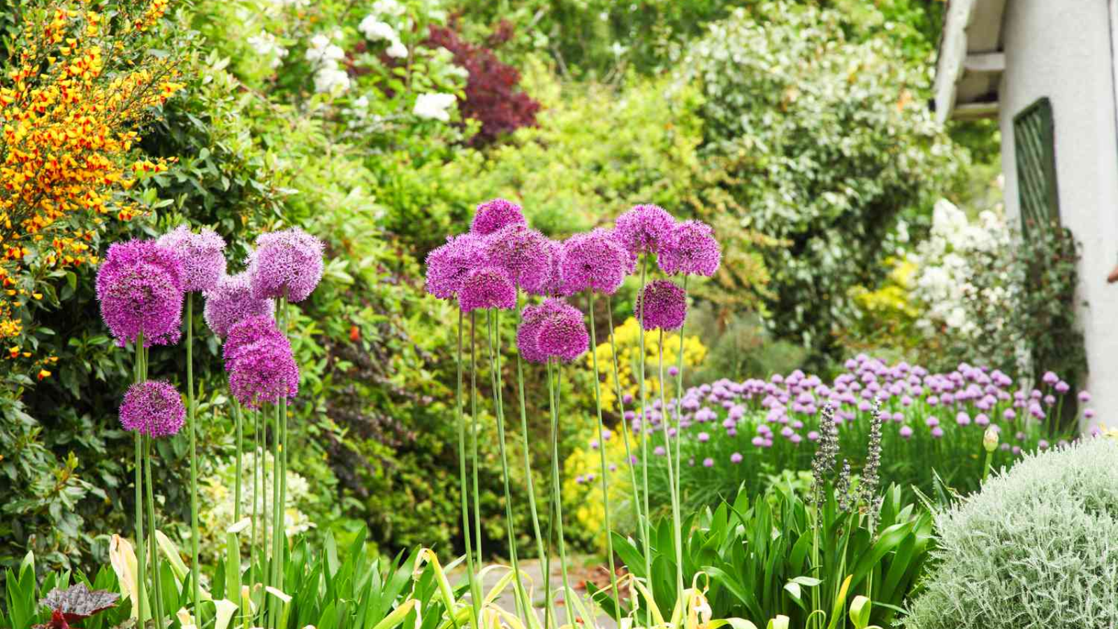 12 Mosquito-Repelling Plants You Need in Your Home Backyard