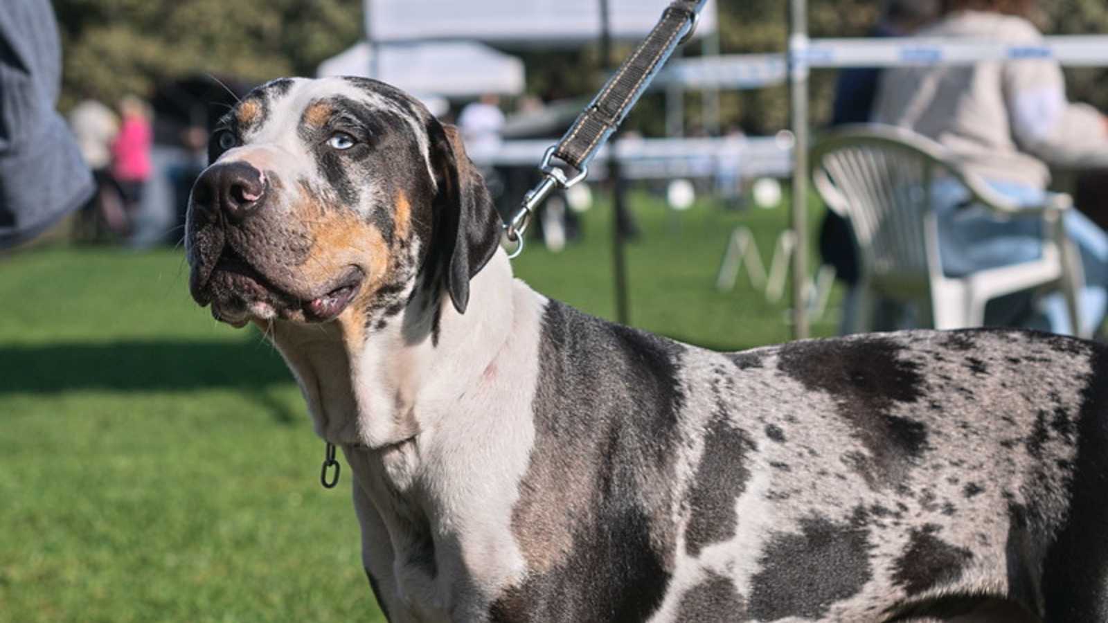 Rare Dog Breeds You Never Knew Existed