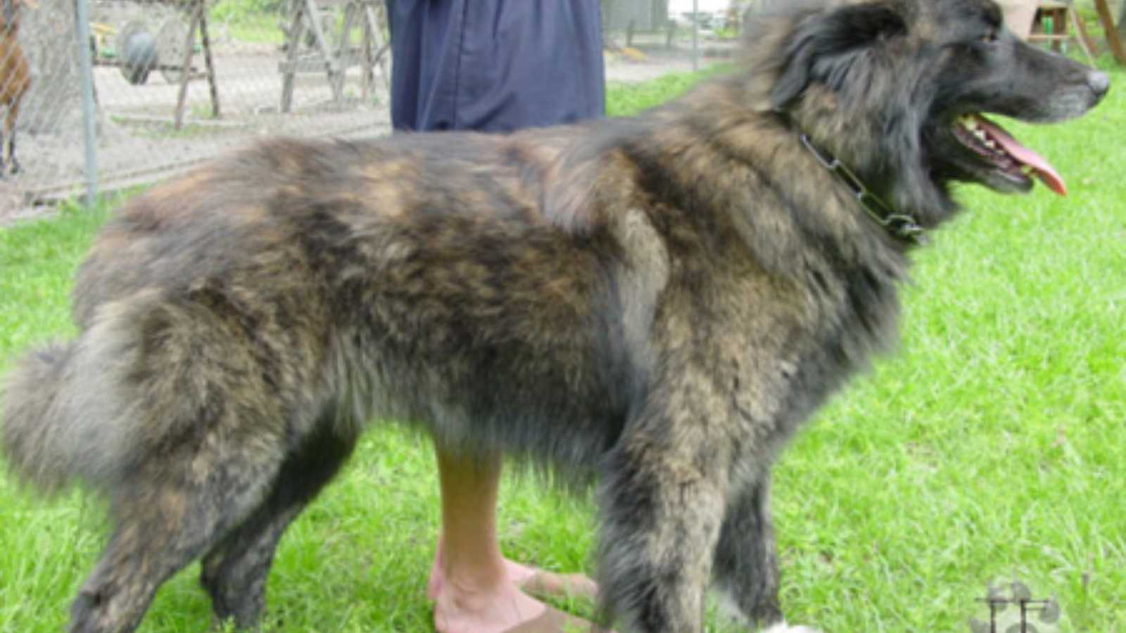 Rare Dog Breeds You Never Knew Existed