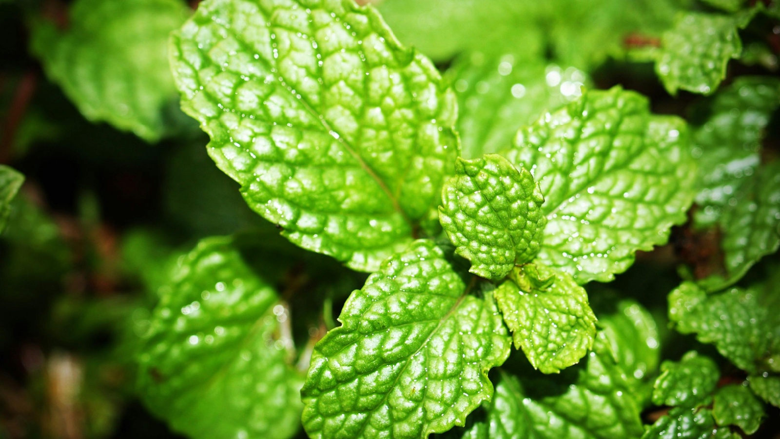 12 Herbs You Can Grow Perfectly in Containers (Plus 5 That Won’t Make It!)
