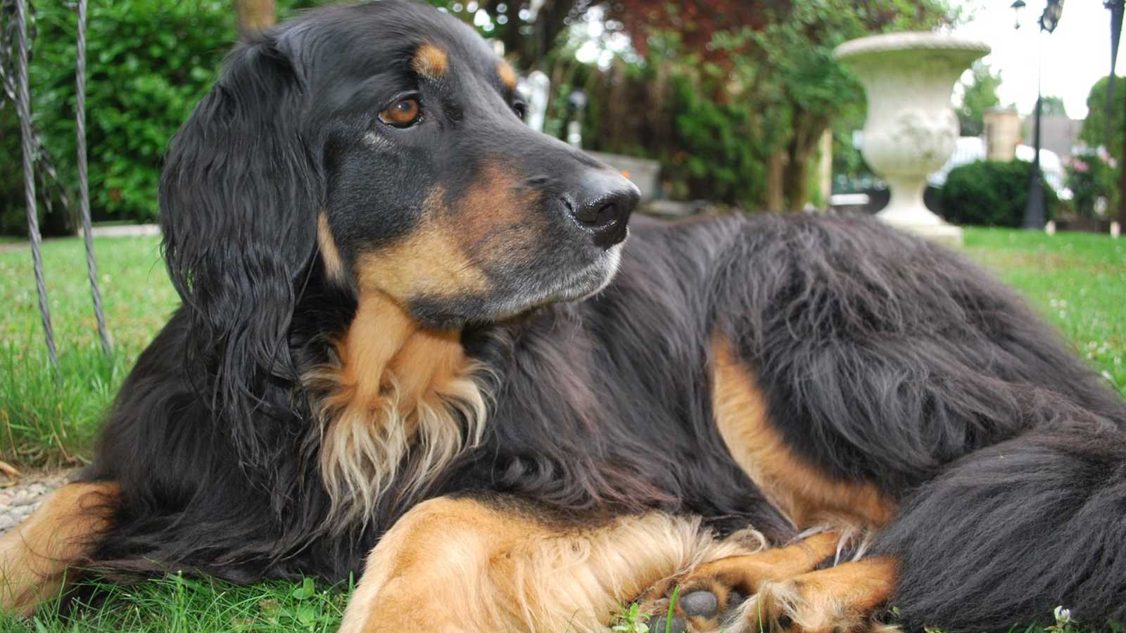 Rare Dog Breeds You Never Knew Existed
