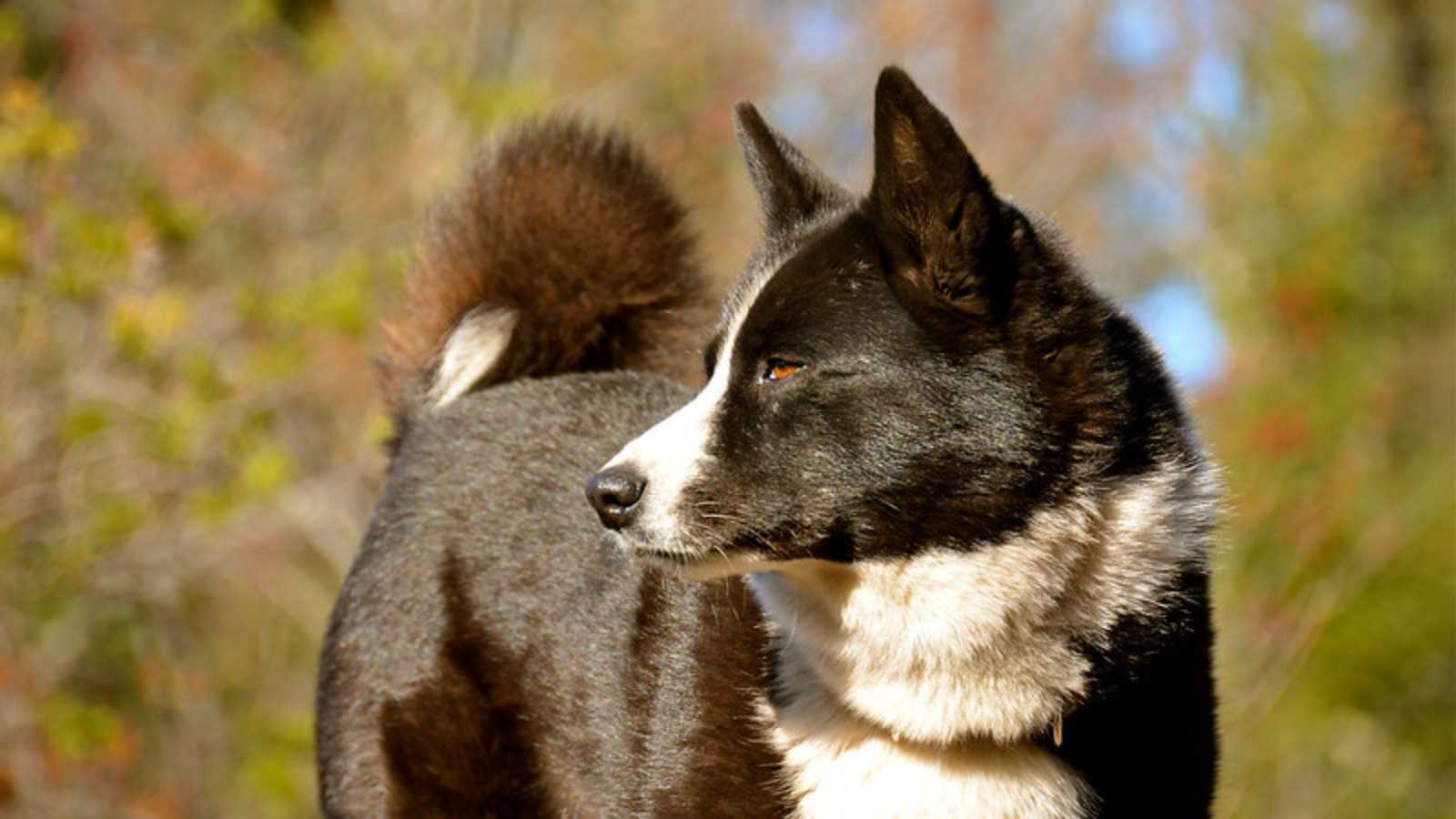 Rare Dog Breeds You Never Knew Existed