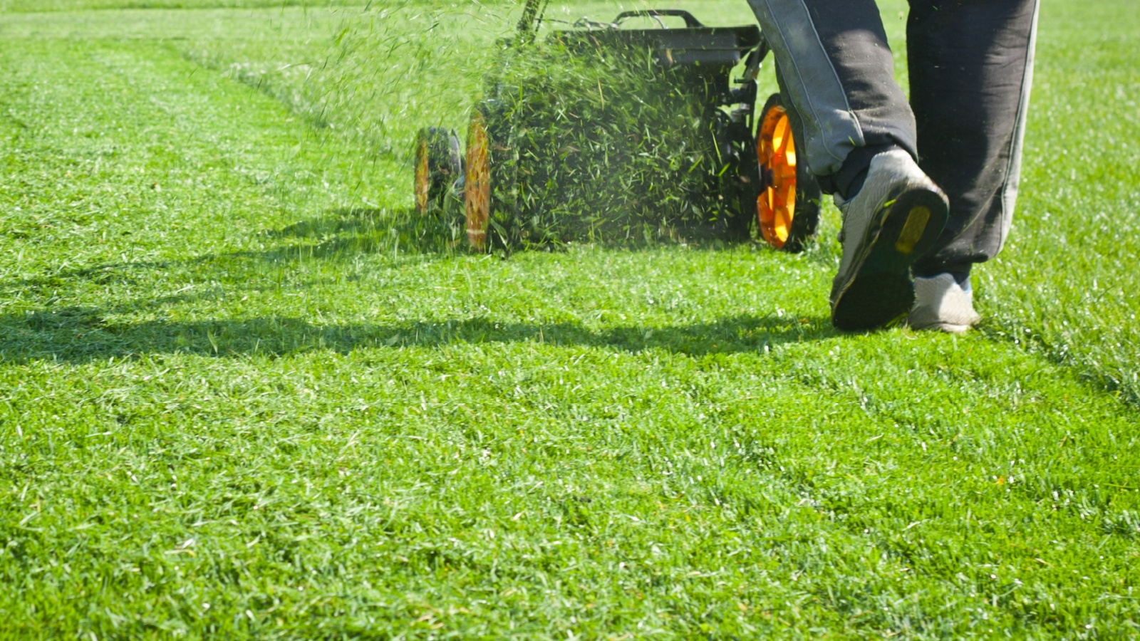 10 Drought-Resistant Lawn Grass That Don’t Require You to Water all the Time