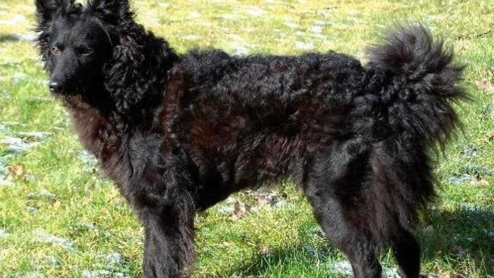 Rare Dog Breeds You Never Knew Existed