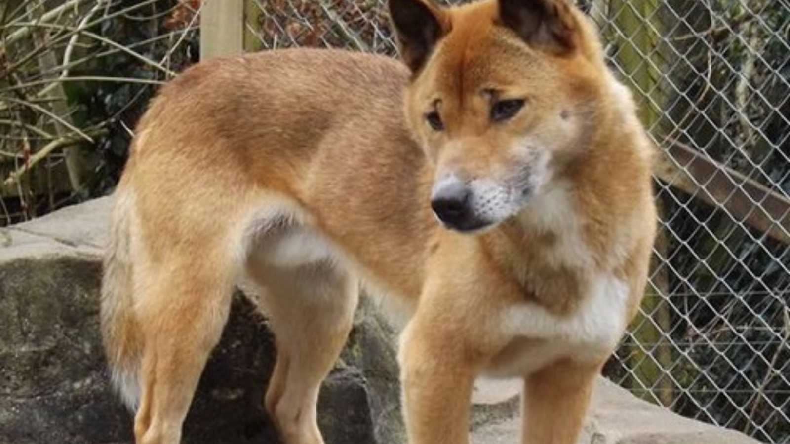 Rare Dog Breeds You Never Knew Existed