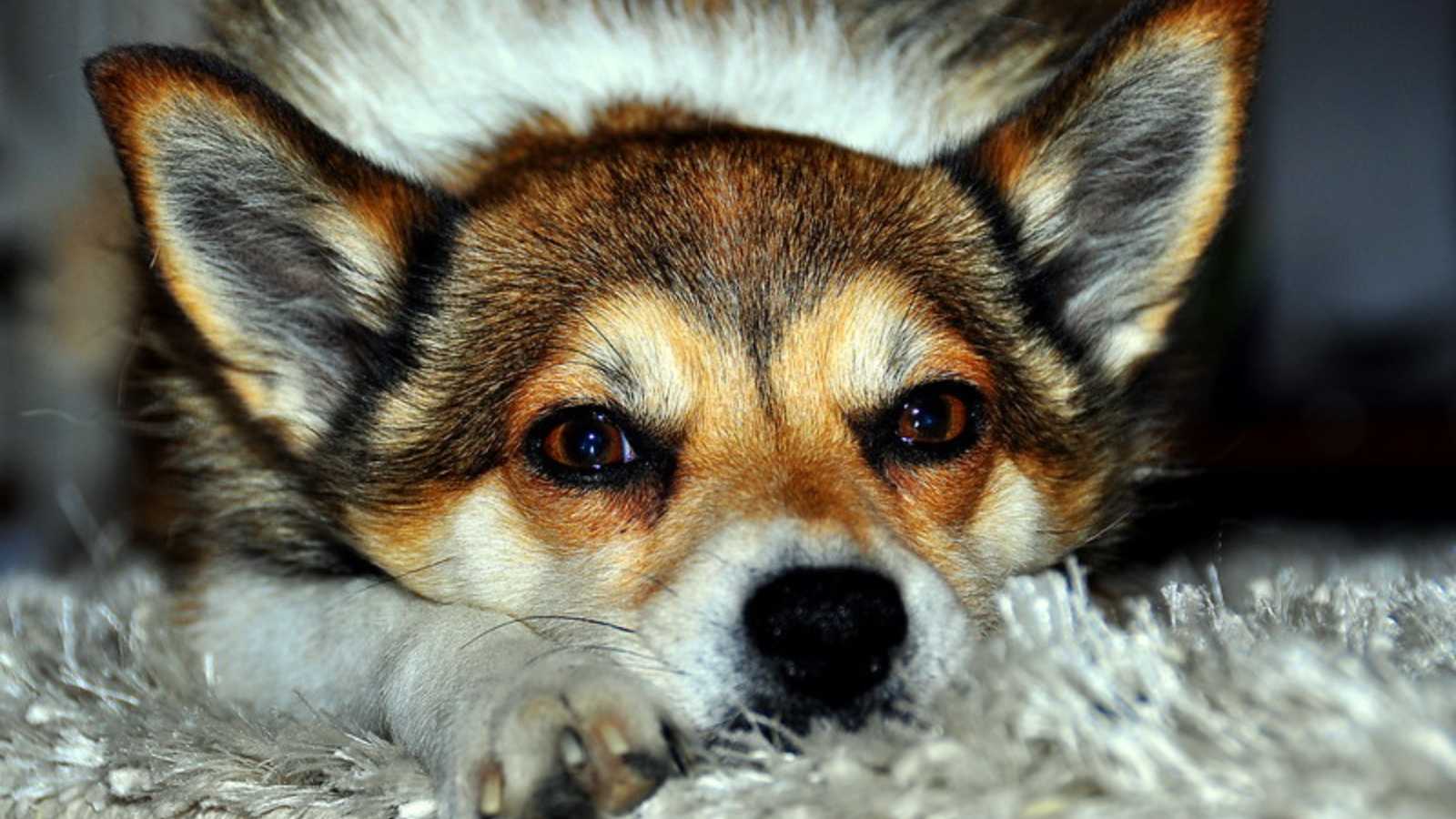 Rare Dog Breeds You Never Knew Existed