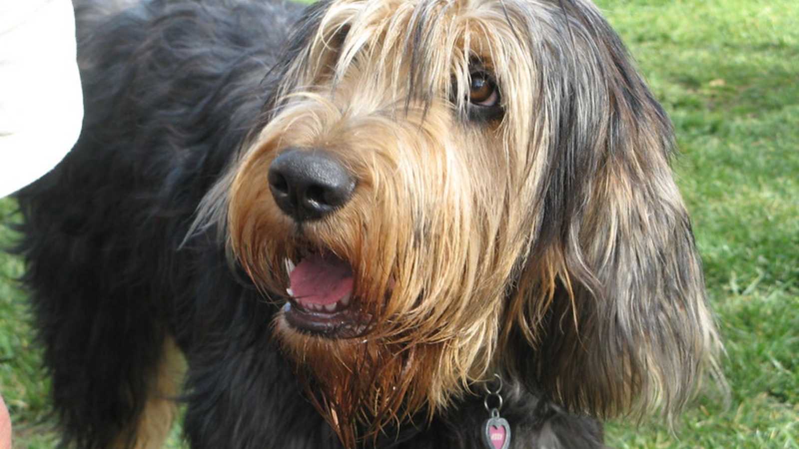 Rare Dog Breeds You Never Knew Existed