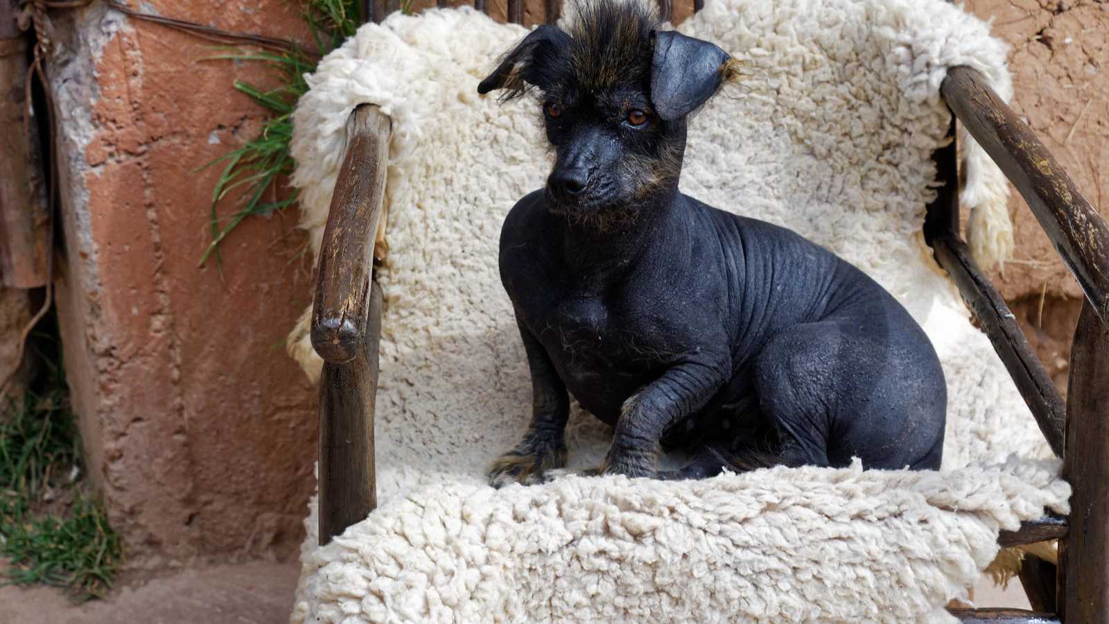 Rare Dog Breeds You Never Knew Existed