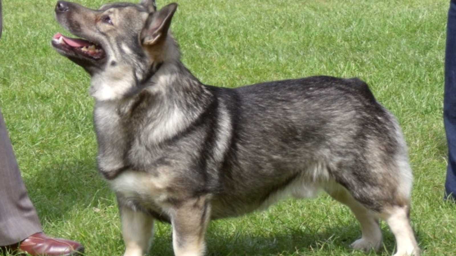 Rare Dog Breeds You Never Knew Existed