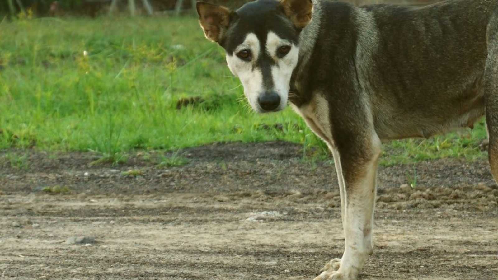 Rare Dog Breeds You Never Knew Existed