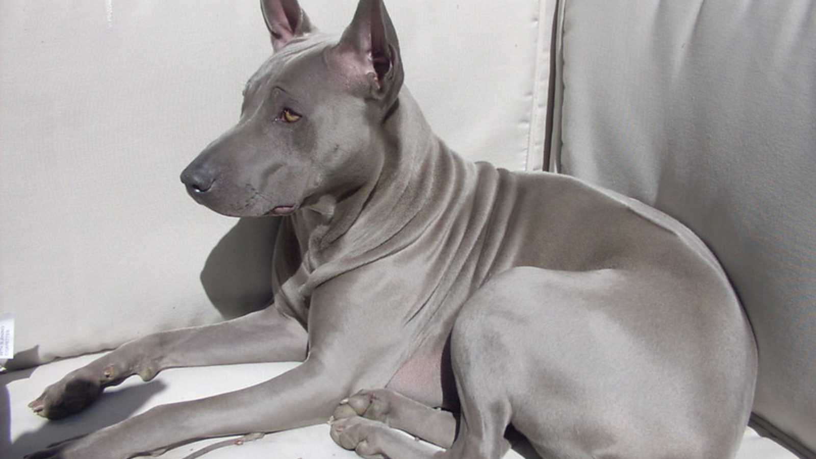 Rare Dog Breeds You Never Knew Existed