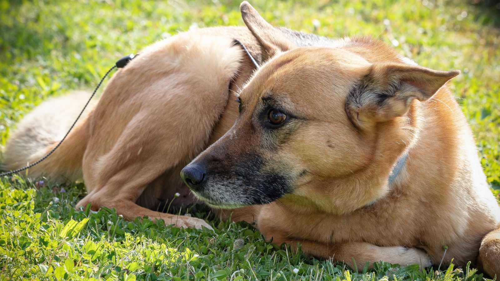 Rare Dog Breeds You Never Knew Existed