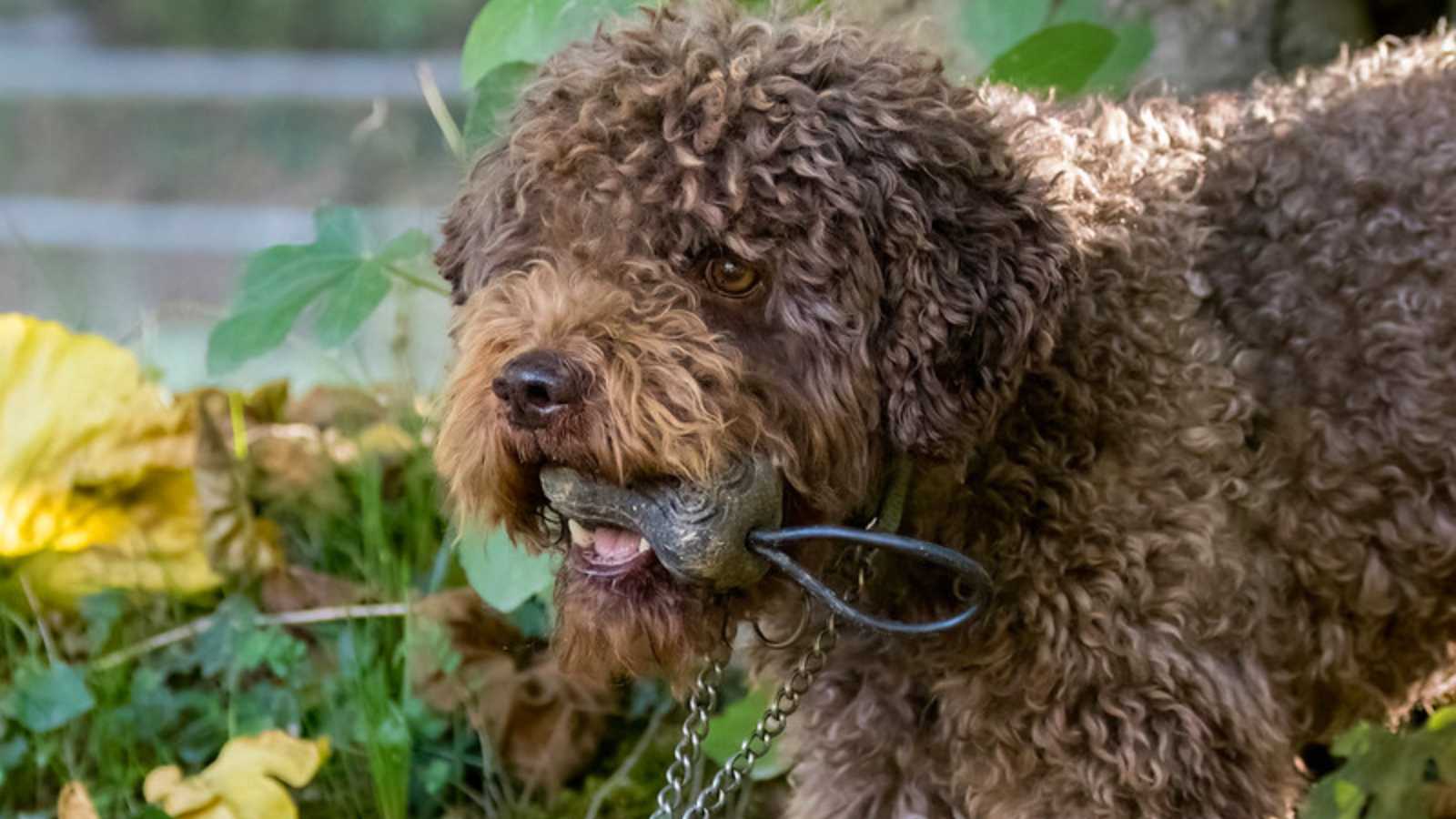 Rare Dog Breeds You Never Knew Existed