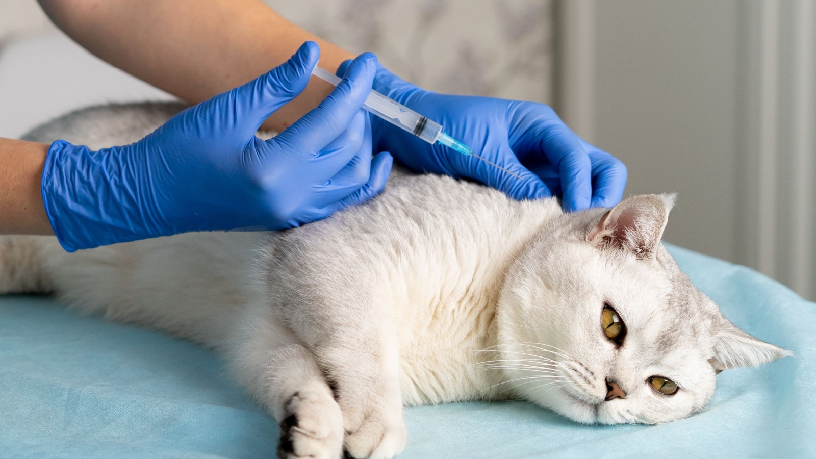 16 Common Cleaning Products That Are Toxic for Your Pets