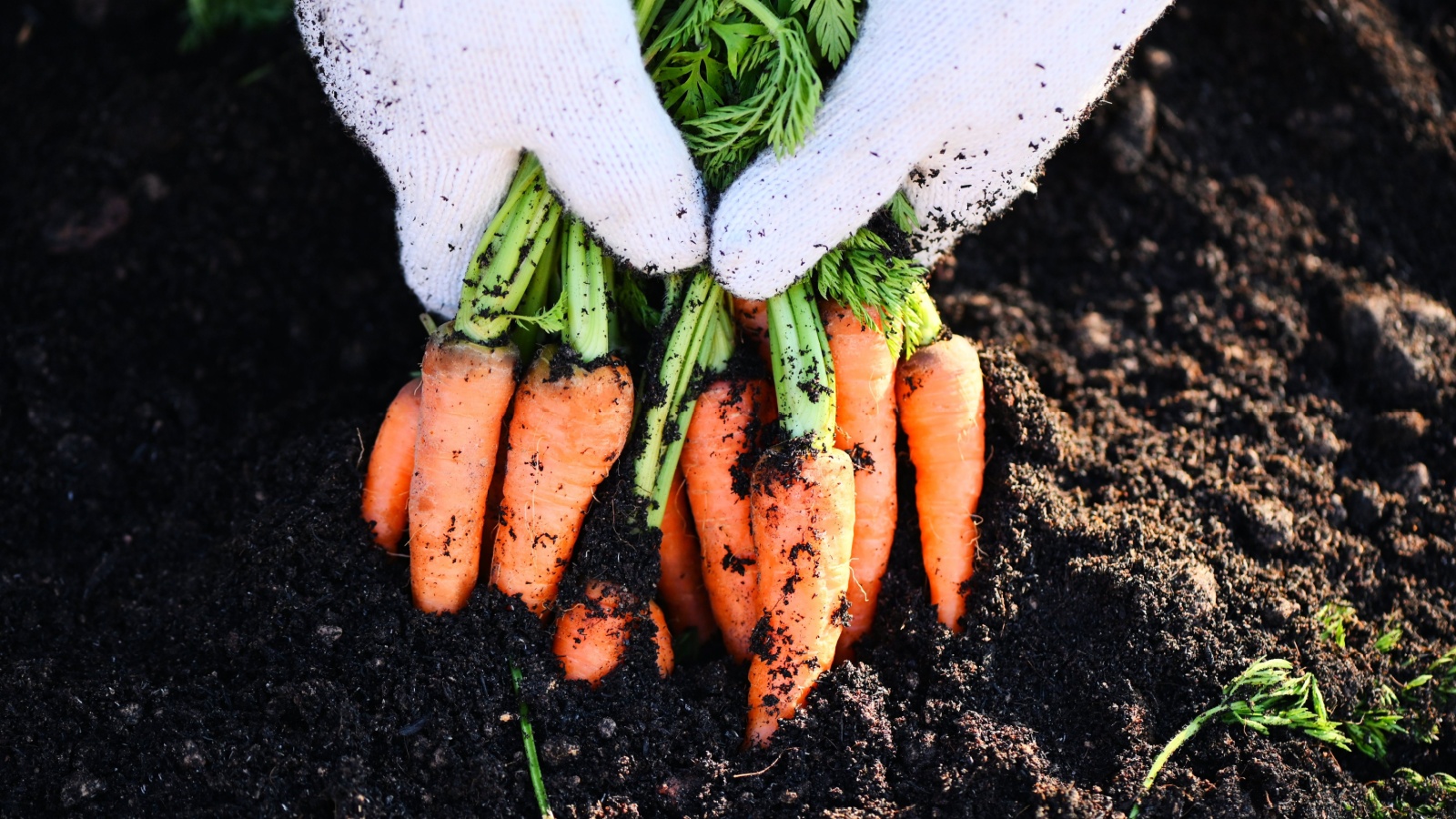 16 High-Yield Crops That Make Gardening Worth Your Investment