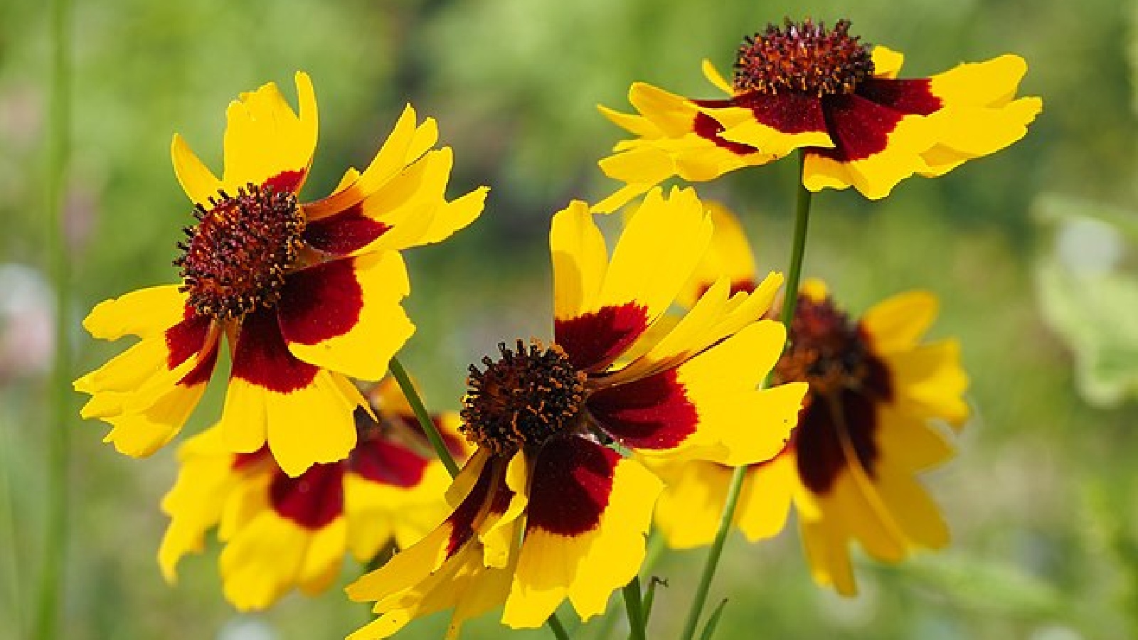 15 Perennial Flowers That Come Back Every Year