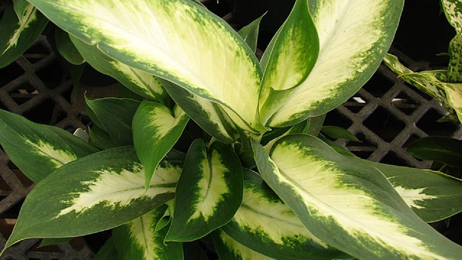 12 Outdoor Plants That Deserve Extra Caution Around Kids and Pets