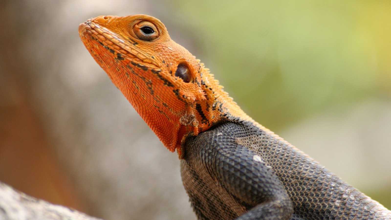 Creatures You Are Legally Forbidden To Remove From Your Home And Garden