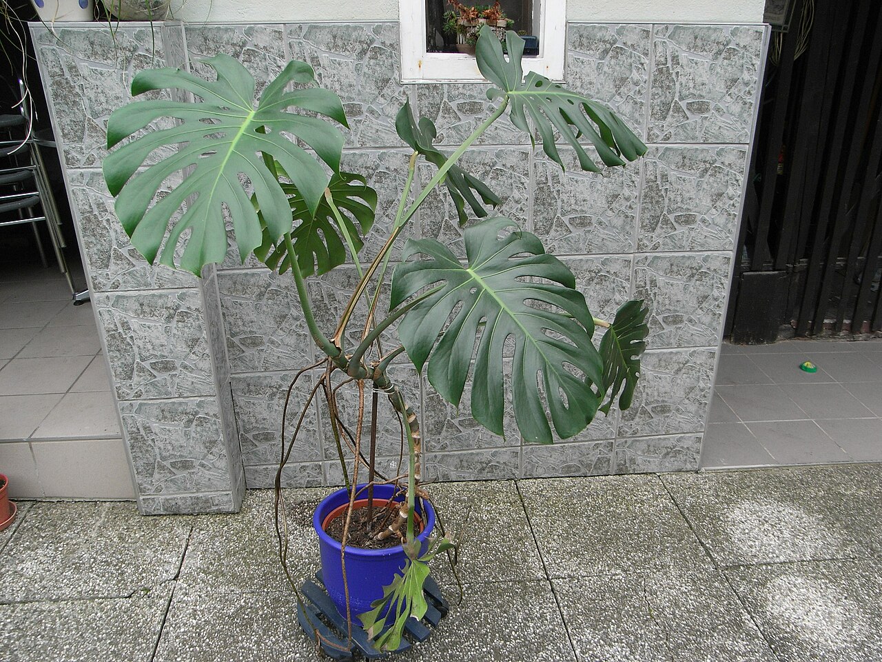 14 Decorative Plants That Make Your Home Feel More Inviting