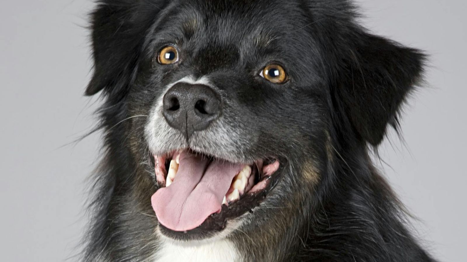 15 of The Coolest Names For a Household Pet You've Ever Heard