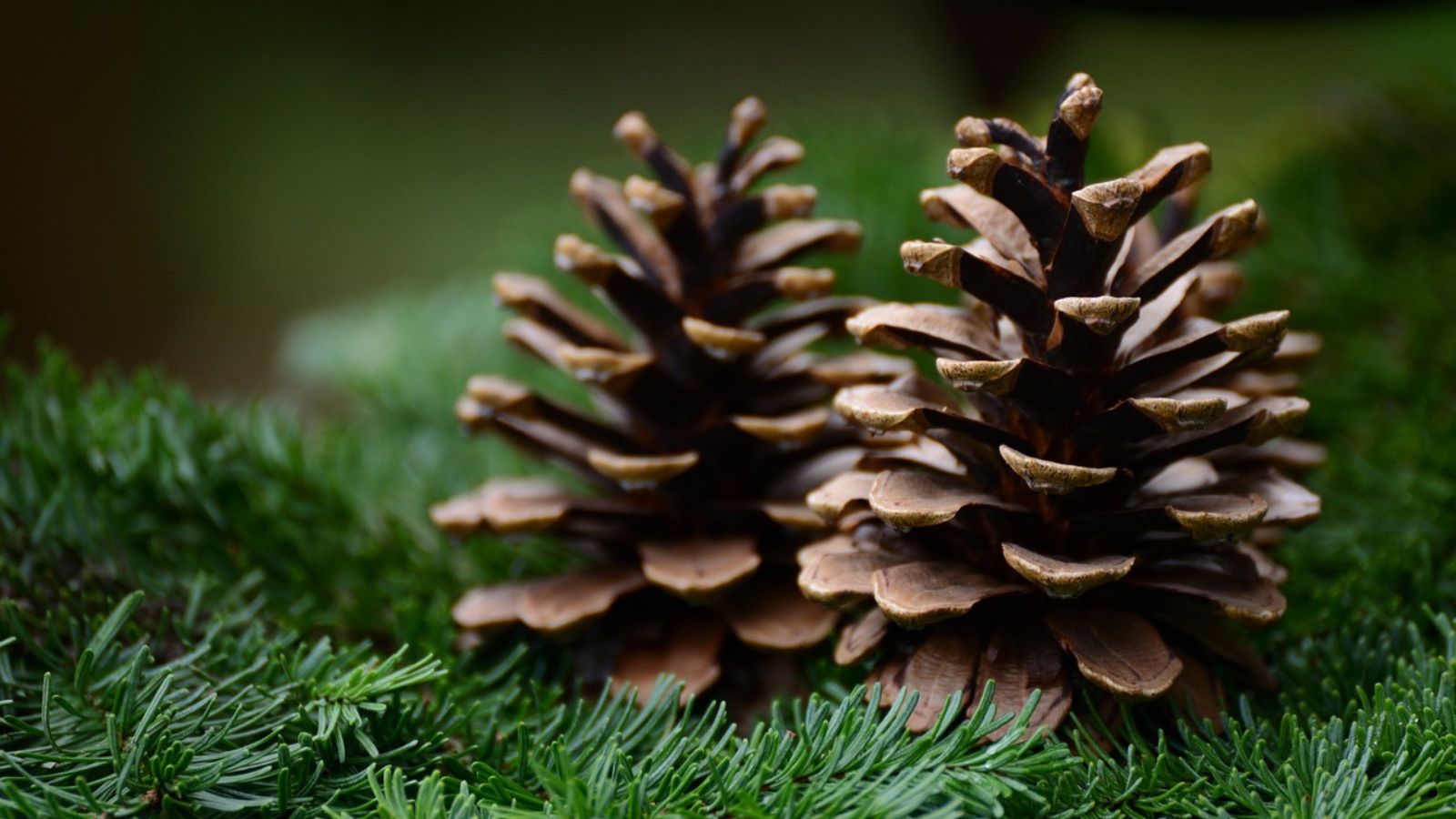 15 Simple Pine Cone Craft Projects for Rustic Charm