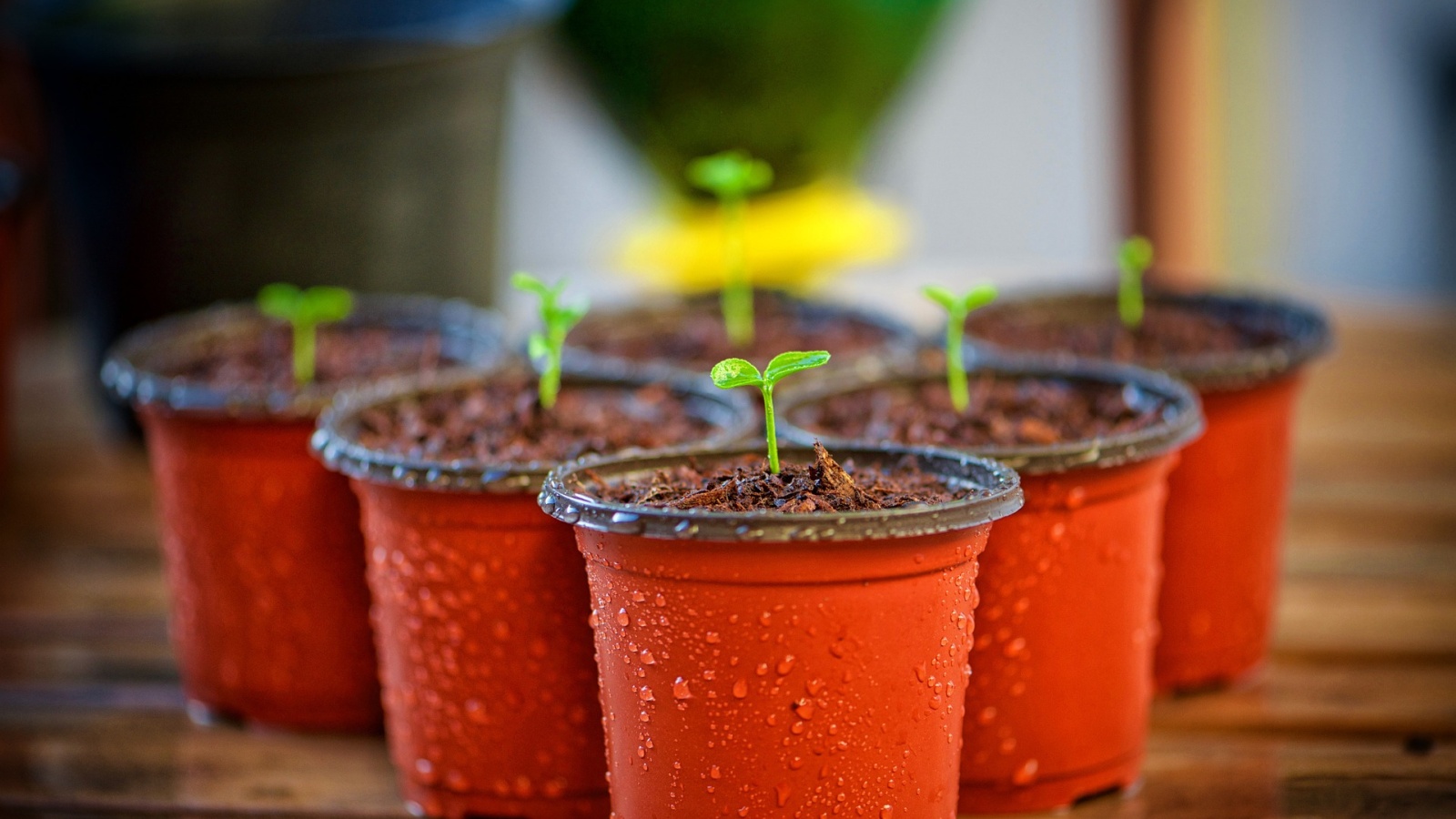 10 Common Mistakes of Growing Tomatoes in Containers
