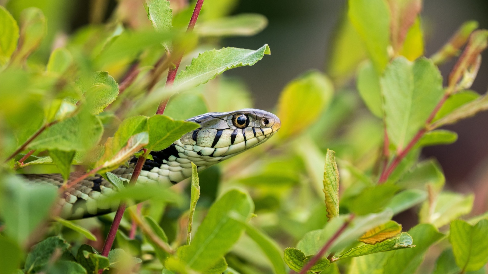 10 Common Garden Plants That Can Attract Snakes