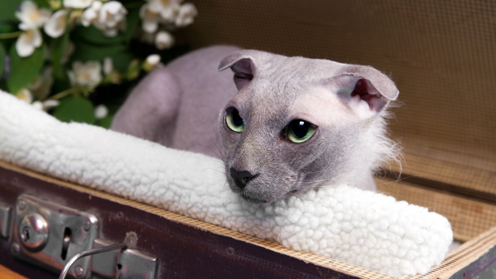 9 Hairless Cat Breeds Perfect for Allergic People