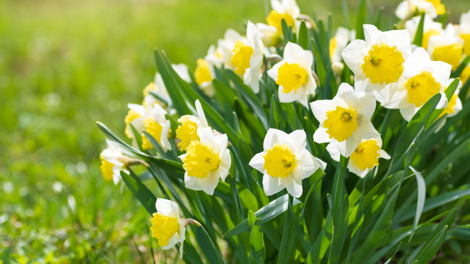 15 Outdoor Plants That Can Cause Skin Irritations