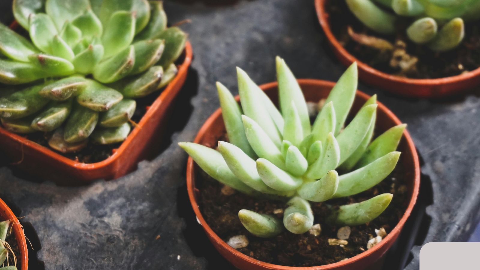 Thirst-Resistant Plants You’re Drowning Without Knowing!