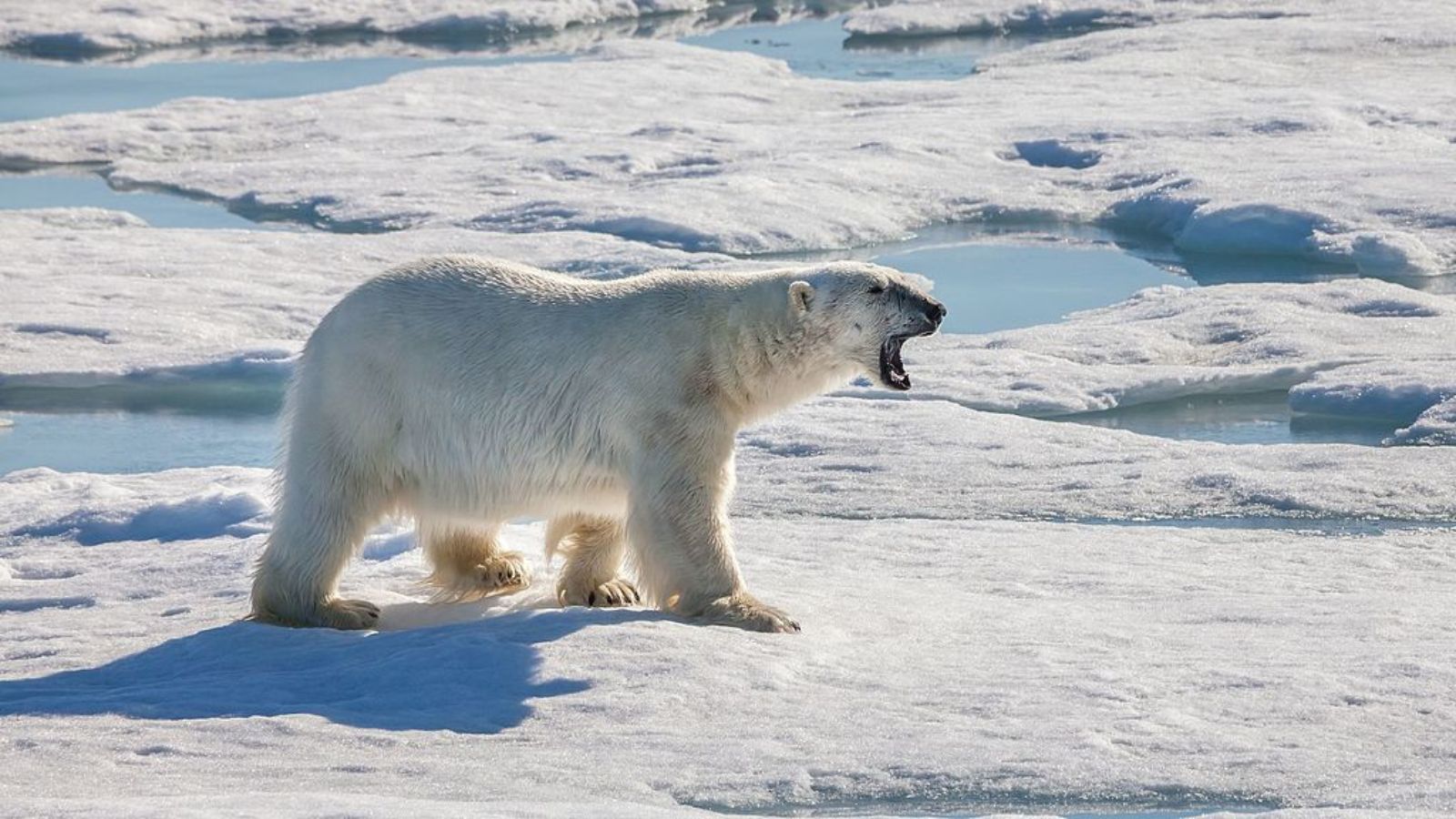 Deadliest Creatures in North America That Could Kill You!