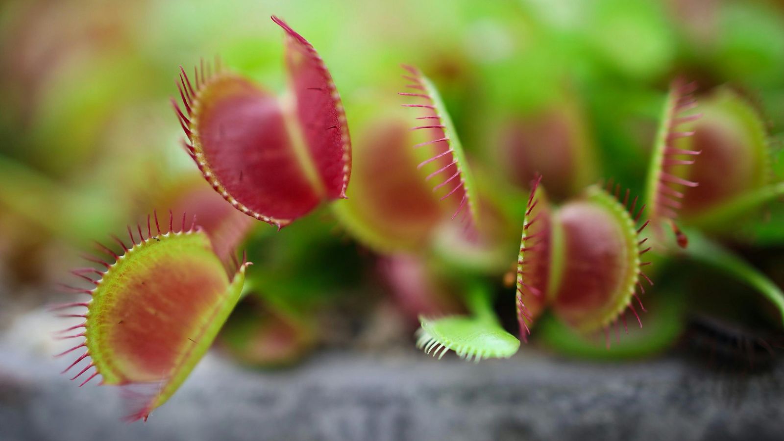 12 Plants That Will Help Keep the Flies Away