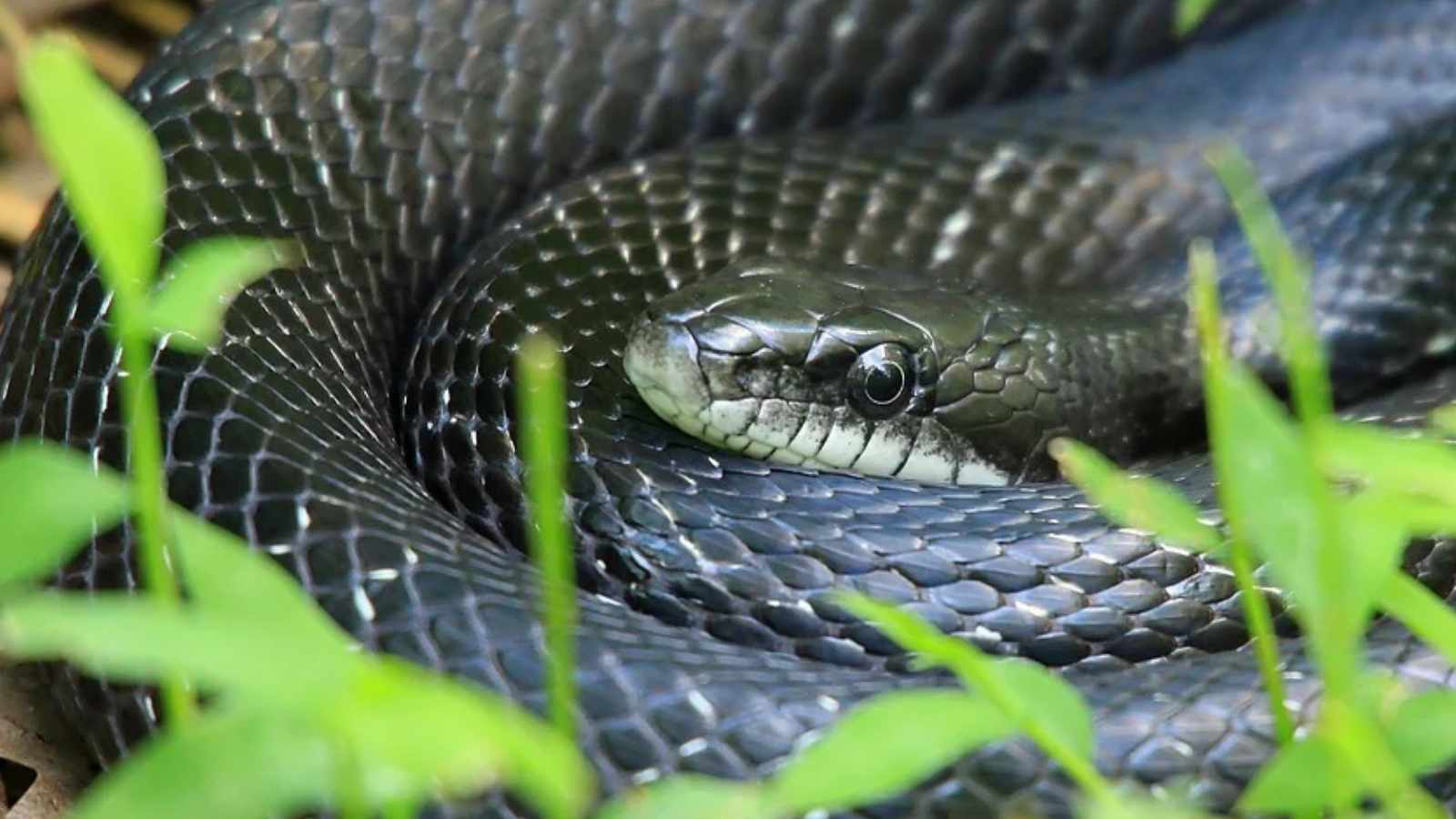 20 Animals You Should Think Twice Before Setting Free Into the Wild
