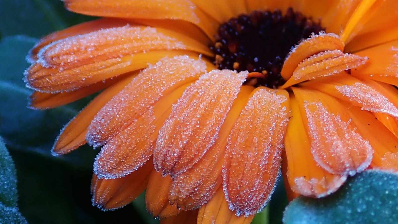Budget-Friendly Blooms That Will Transform Your Garden Into a Stunning Oasis!