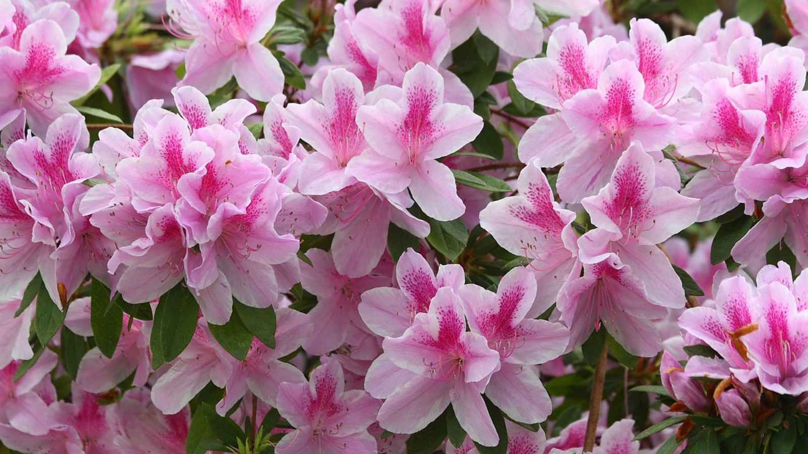 Azalea