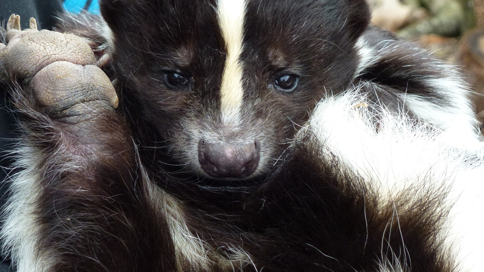 13 Reasons Skunks Are Secretly Beneficial to Your Lawn