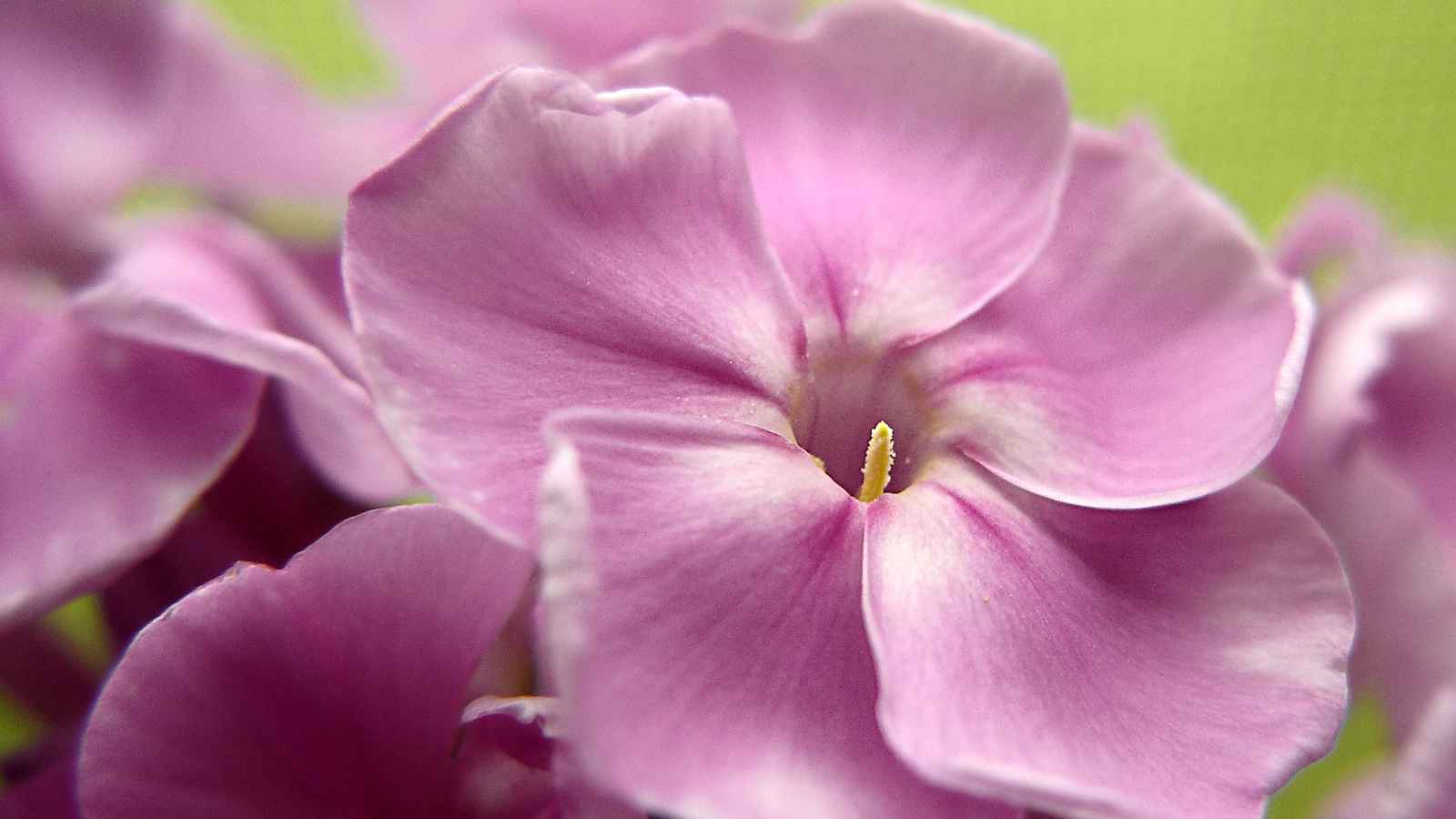 These 15 Stunning Ground Covers Beat Grass