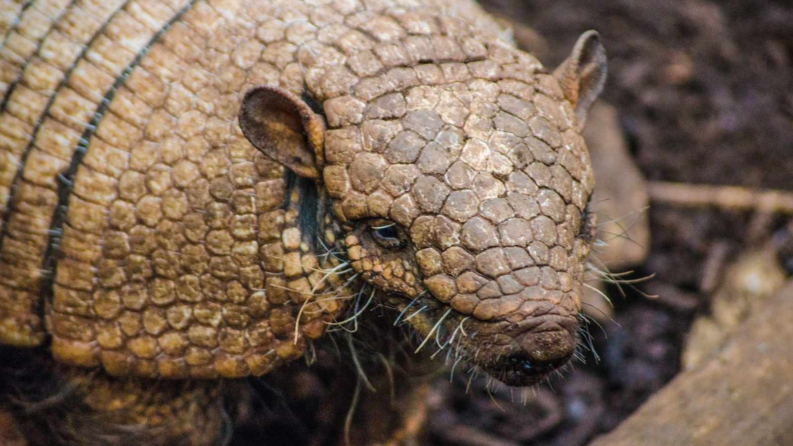 Scents That Drive Armadillos Wild With Disgust!