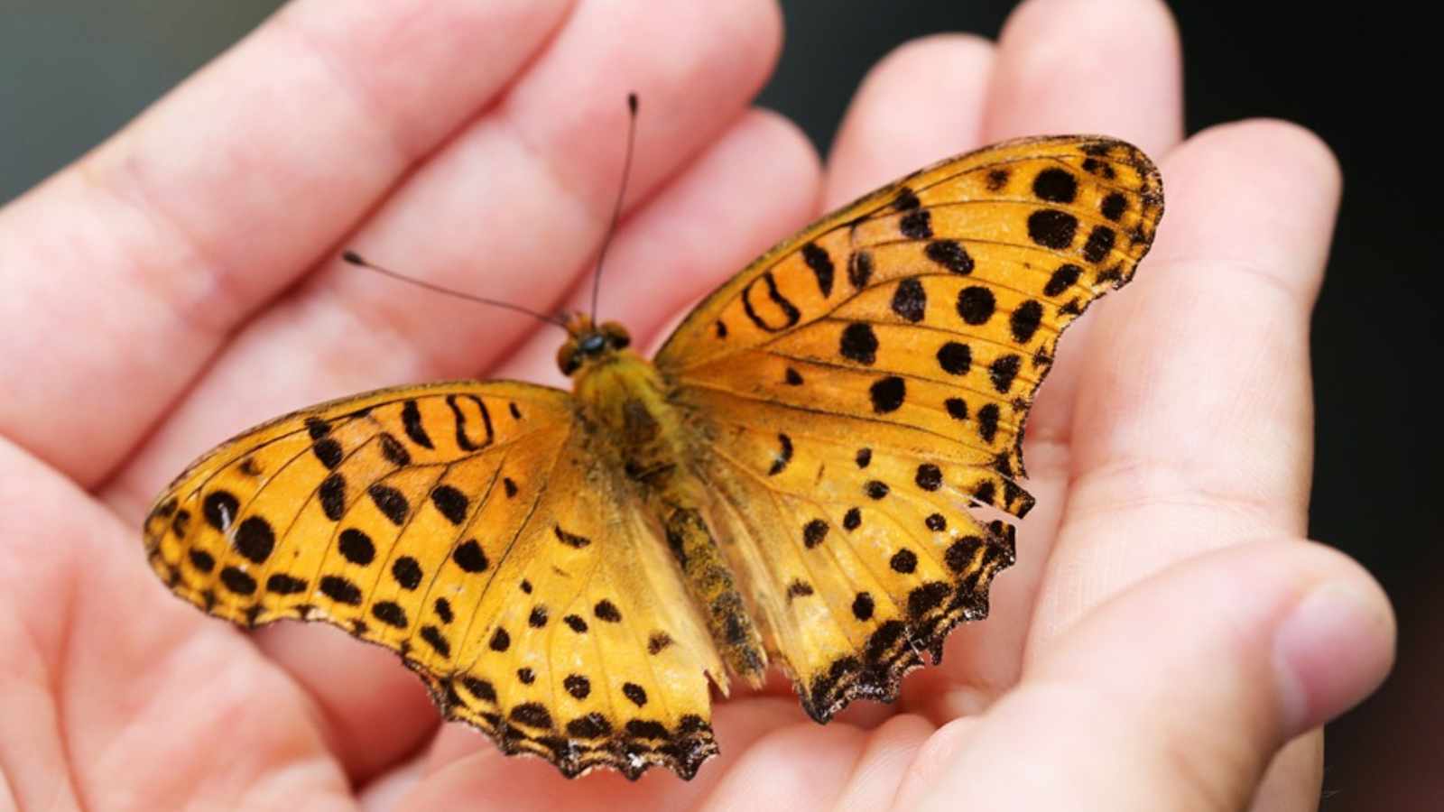 Insects You'll Love (and How to Make Them Feel at Home)