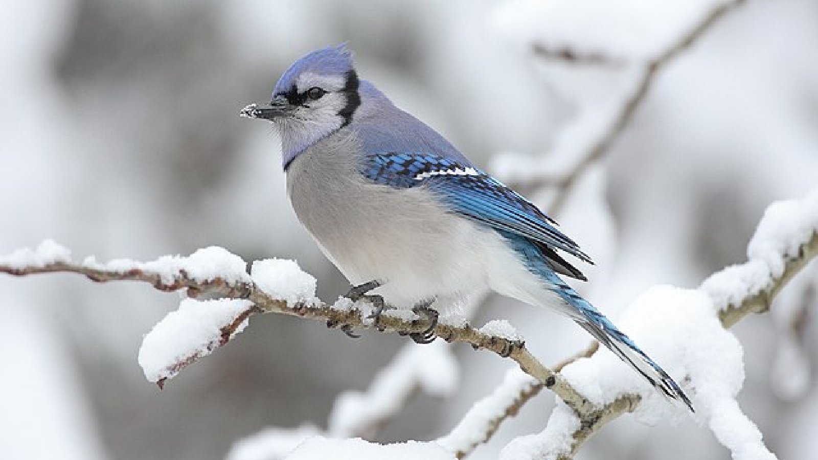 11 Beautiful Backyard Birds to Look for During Winter