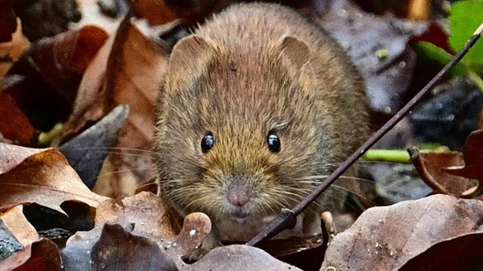 Bye-Bye, Voles: 15 Expert-Backed Tricks Every Gardener Needs to Know!