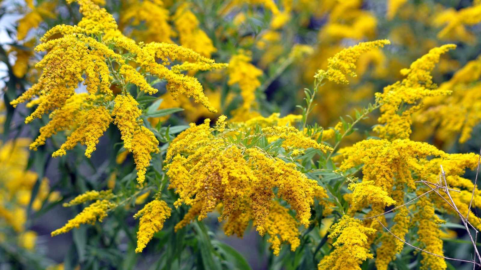 Goldenrod