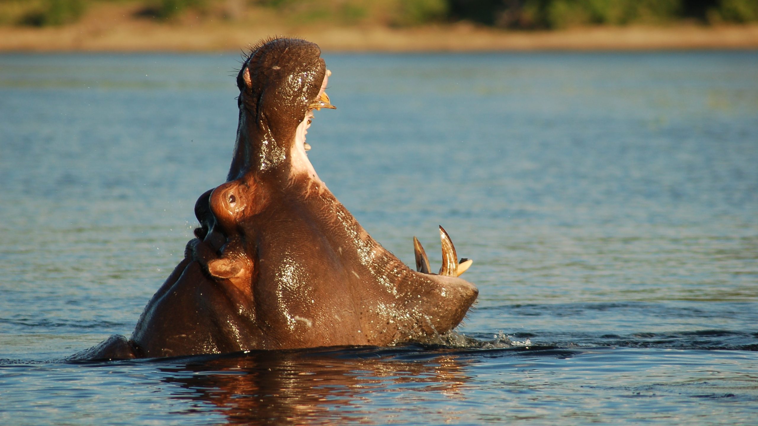 10 Rivers to Witness Hippos in the Wild