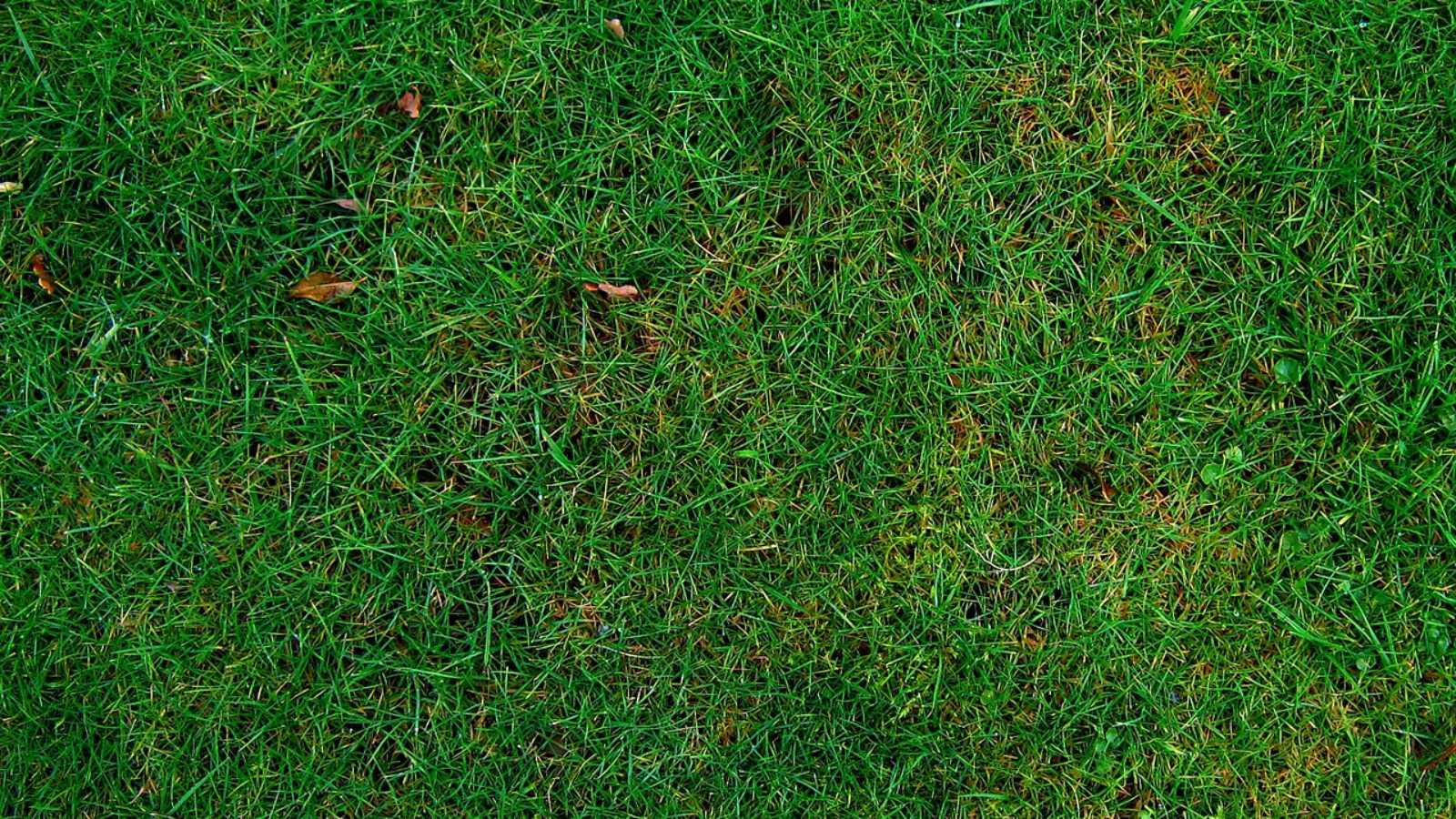 23 Lawn Care Mistakes You’re Probably Making (And How to Avoid Them!)