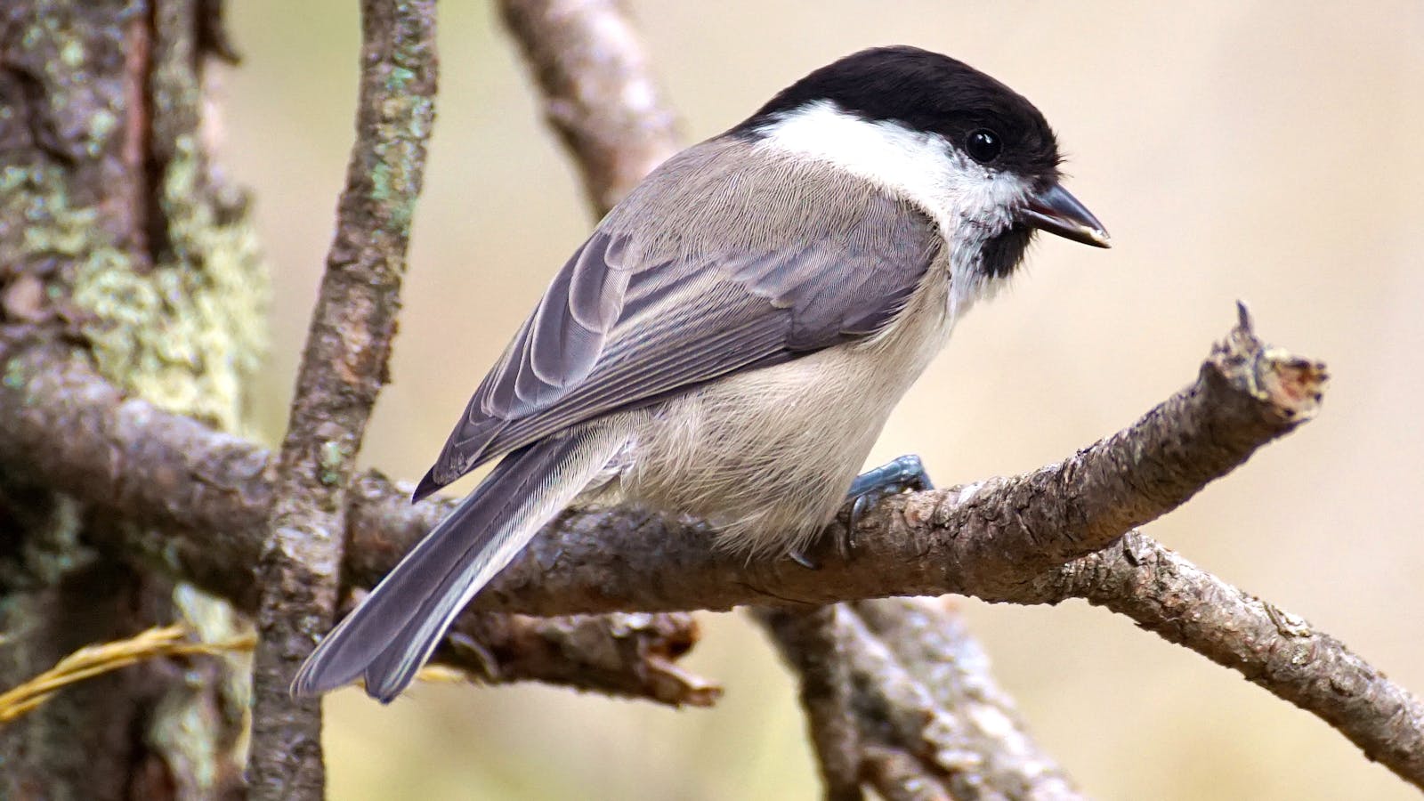 11 Winter Wildlife Animals That Help Your Yard Thrive