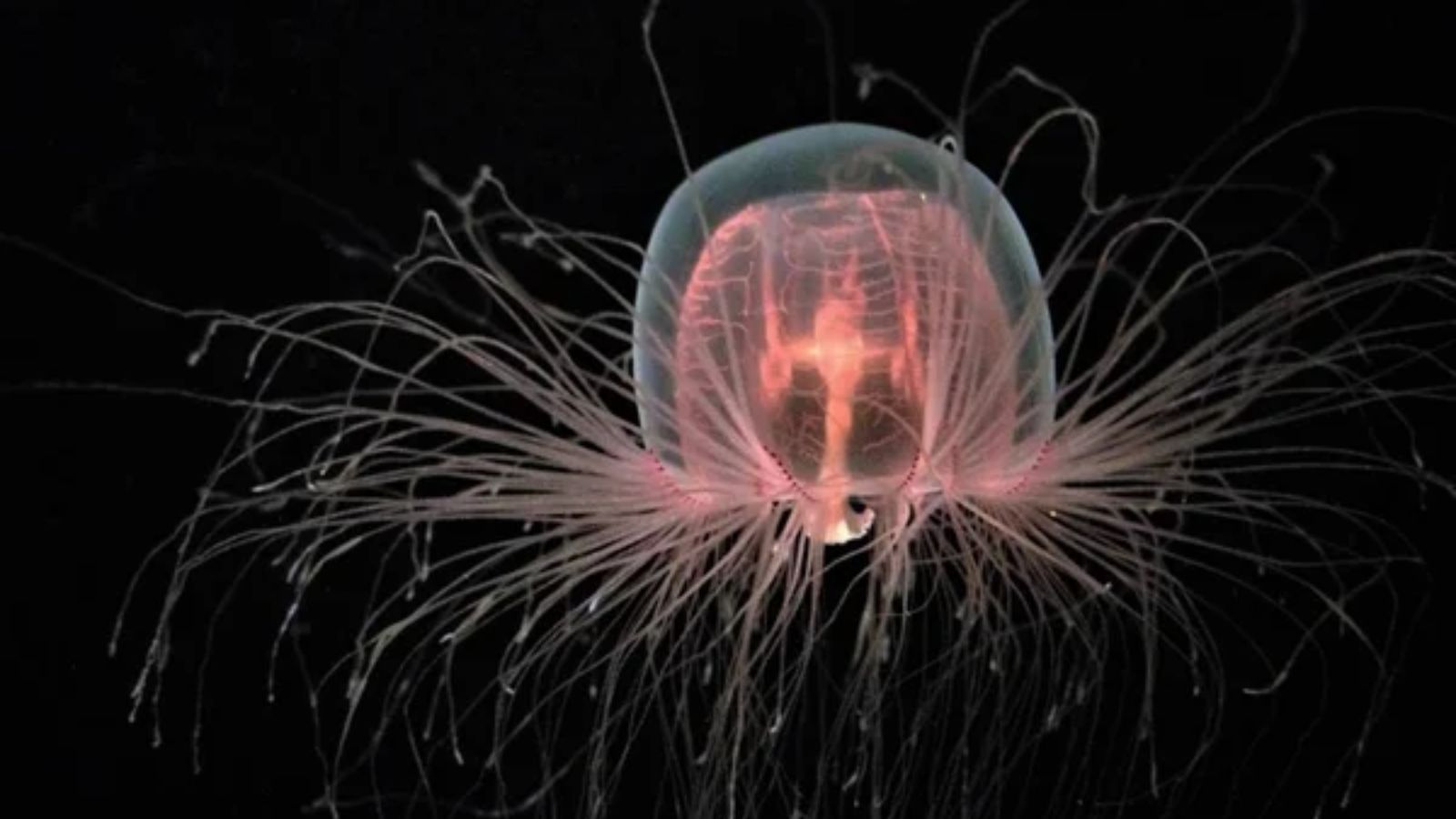 immortal jelly