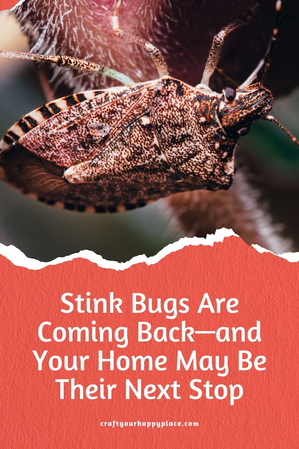 Insects Bug Crafts Stink Bugs Are Coming Back—and Your Home May Be Their Next Stop - Craft ...