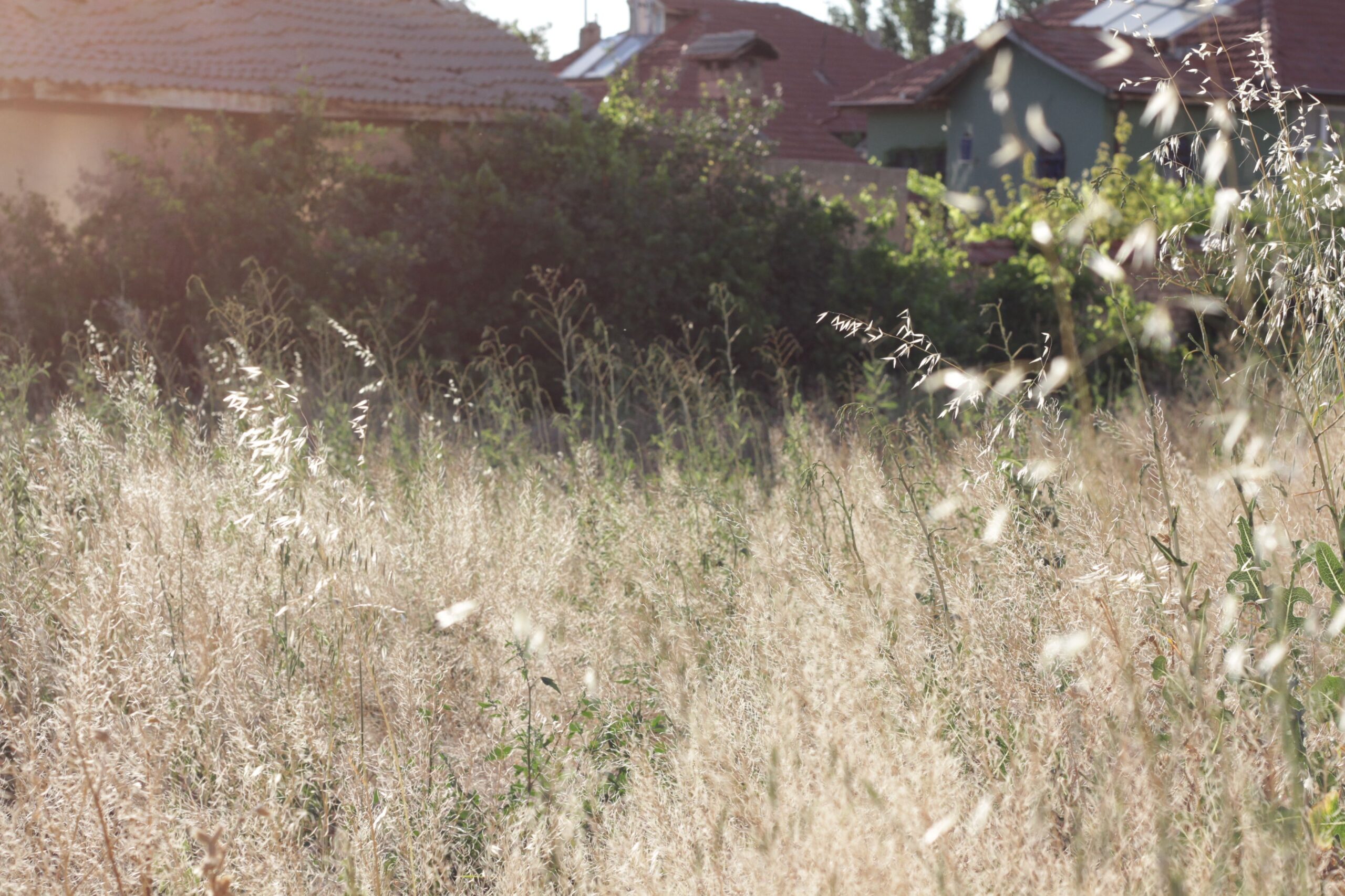 Tall Grasses
